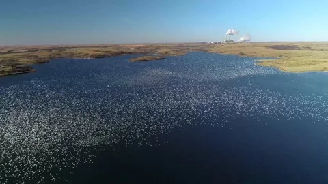Aerial View of White Birds Migrating on Lake Stock Footage 155598511