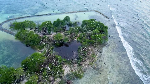Aerial view of white birds nesting on mangrove island Stock Footage 331255190