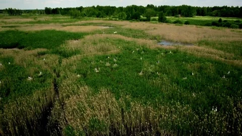Aerial view of white birds nesting in green marshland Stock Footage 333836325