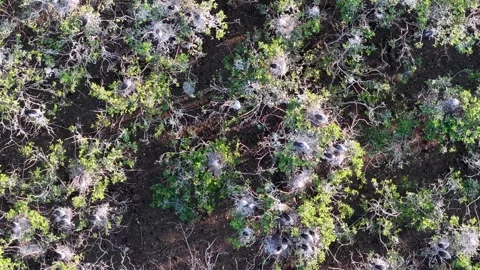 Aerial view of white egret nesting colony in mangrove trees Stock Footage 337545011