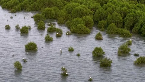 Aerial view white egrets feeding among mangrove trees Video stock 337545395