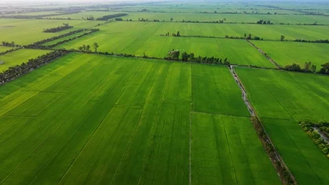 Aerial View of White Egrets Flying Across Vast Paddy Fields Stock-Footage 343606710