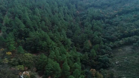 Aerial view of a white pagodas surrounded by green hills and tea terraces, China Video stock 152344714