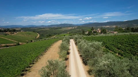 Aerial view of white road with rows of green vineyards and olive trees Stock Footage 158247228