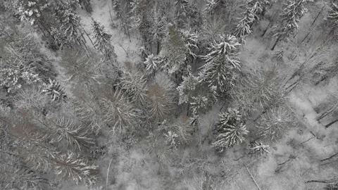Aerial view of white trees in a winter forest after a snowstorm Vídeo Stock 136078256