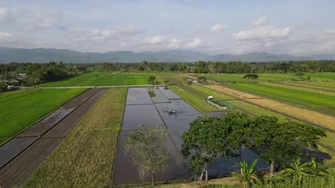 Aerial view of wide rice fields with clear sky Stock Footage 259933341