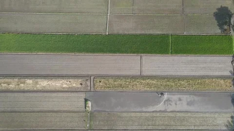 Aerial view of wide rice fields Stock Footage 259938455