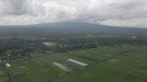 Aerial view of wide rice fields with mountains and a cloudy sky Stock Footage 264246012