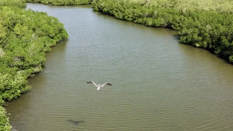 Aerial View of Wide River Between Dense Jungle with Bird Flying in Front Stock Footage 314697702