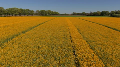 Aerial view of a wide yellow rapeseed field with tractor paths. Drone lands.. Stock Footage 337654436