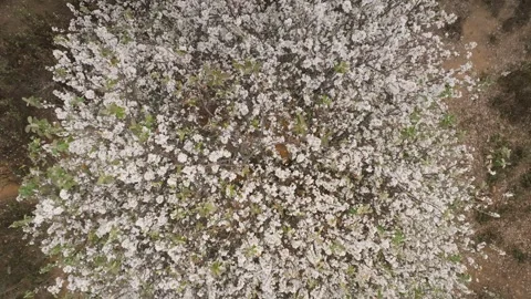 Aerial View of Wild Apple Tree in Full White Bloom Stock Footage 345379250
