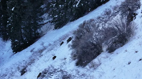 Aerial view of wild boars walking in deep snow on a mountain Stock Footage 321734585