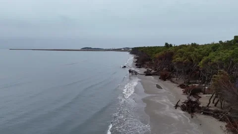 Aerial view of wild coastline with fallen trees and calm sea Stock Footage 332559585