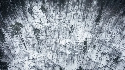 Aerial view of a wild cold winter forest Stock Footage 102850896