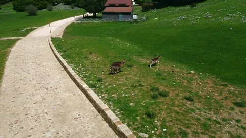 Aerial View of Wild Deer that running in Madonie Mountains, Sicily Stock Footage 310123701