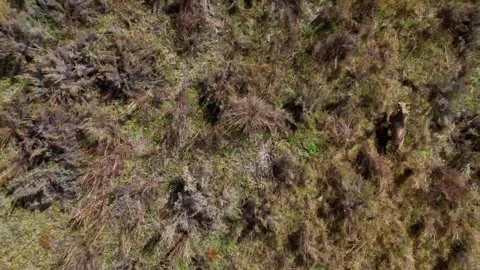 Aerial view of wild deer running through autumn grass and sagebrush in high.. Stock Footage 337702901