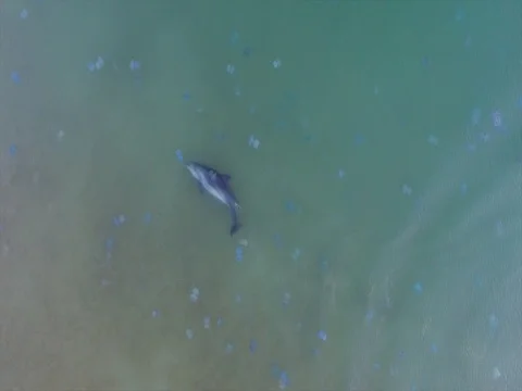 Aerial view of a wild dolphin, which floats in the sea Video stock 80545490