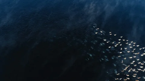 Aerial view of wild ducks floating in blue waters of island on spring day. Stock Footage 129509995