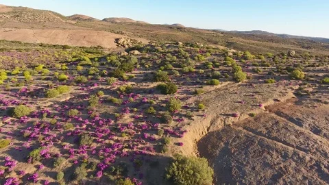 Aerial view of wild flowers of Namaqualand, Northern Cape, South Africa Stock Footage