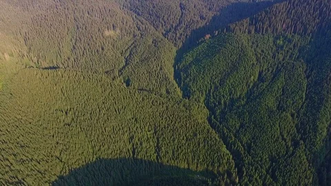 Aerial view: wild forest in mountains. high altitude Video stock 80223131