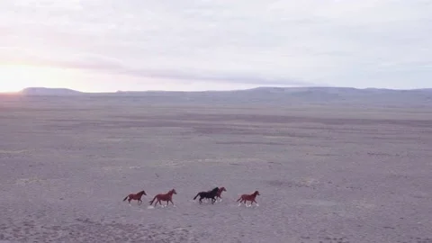 An aerial view of wild horses galloping across the plains Stock Footage 236513292