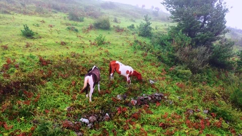 Aerial view of wild horses roaming the meadows of Jeju Island Stock Footage 296551353