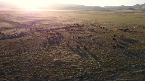Aerial view of wild horses running as the Sun shines over the mountain top Stock Footage 77501559
