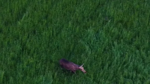 Aerial view of a wild moose standing in tall green grass field nature Stock Footage 331203047