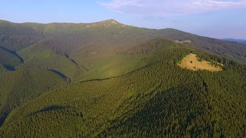 Aerial View: wild mountains with pine forest Video stock 79990508