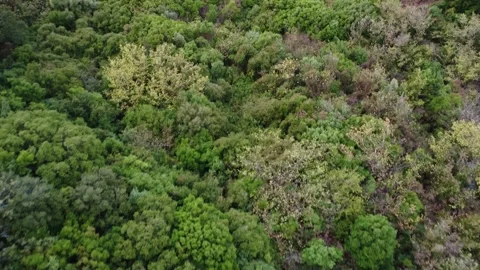 Aerial view of wild river flowing through dense Mediterranean mountain forest Stock Footage 344096395