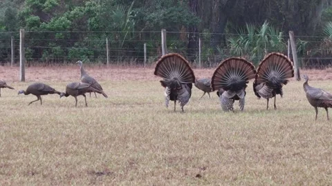 Aerial view of wild turkeys in Crows Bluff, United States. Stock Footage 340631952