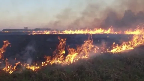 Aerial view of wildfire in forest in cloudy summer day. Footage. Strong wildfire Stock Footage 80046761