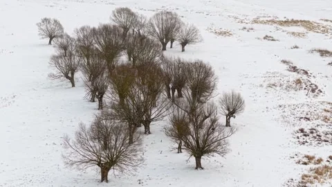 Aerial view of willow trees in a snowy winter landscape Stock-Footage 331070546