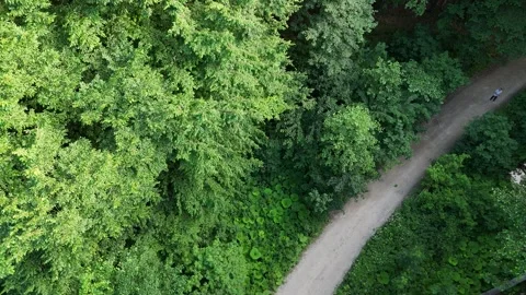 Aerial view of a winding forest path surrounded by lush green trees Stock Footage 338036292
