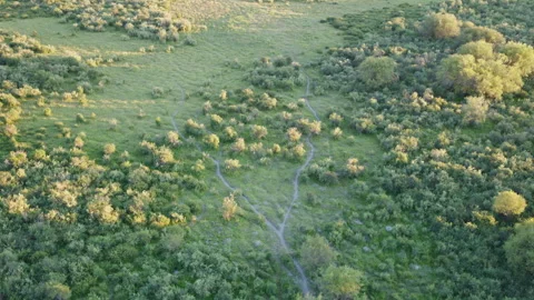 Aerial View of Winding Forest Path in Zhaosu Wetland Park at Sunset Video stock 342390145