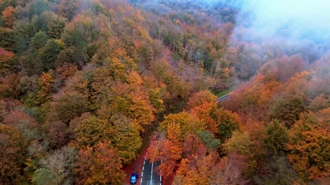 Aerial view of winding forest road during beautiful autumn fall season. Stock-Footage 341239097