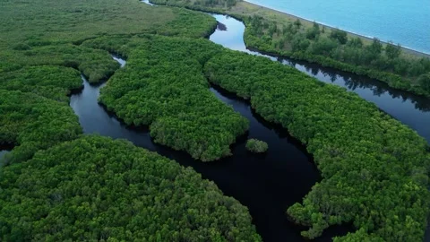 Aerial view of winding mangrove river through tropical coastal wetlands. Stock Footage 337739332