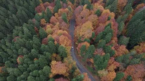 Aerial View of Winding Mountain Road in Transylvania Stock Footage 320631753