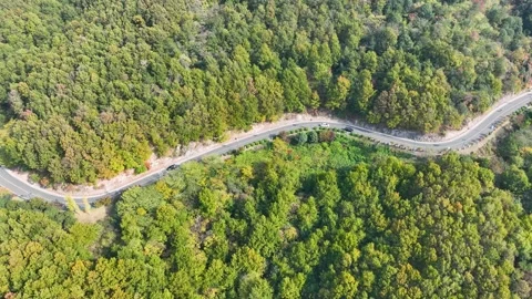 Aerial View of a Winding Mountain Road Surrounded by Lush Green Forest Trees Stock Footage 342092190