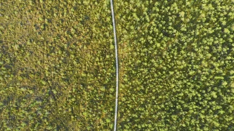 Aerial View of a Winding Path Through Lush Green Marshland in Rural Lithuania Stock Footage 321758904