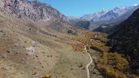 Aerial view of winding path through vibrant autumn groves in Kazakhstan 스톡 동영상 337427659