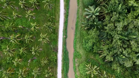 Aerial view of winding path through lush green palm trees Stock Footage 338001690