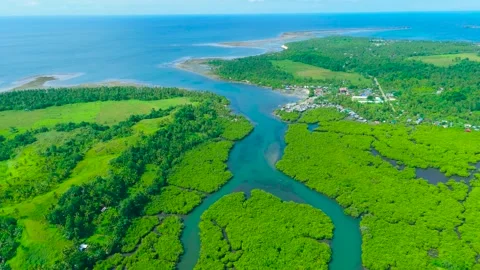Aerial view of a winding river flowing through vibrant green mangroves and lush Stock Footage 318464743
