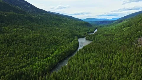Aerial view of winding river flowing through dense pine forest valley on dayligh Stock Footage 344137844