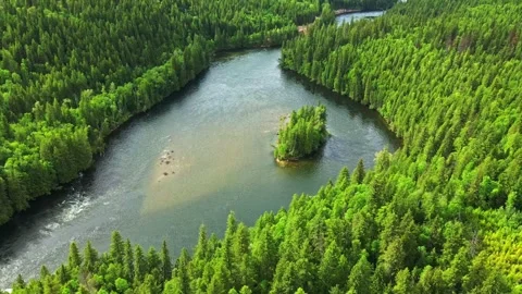 Aerial view of a winding river flowing through a lush green pine forest Stock-Footage 344137860