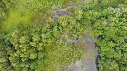 Aerial View of a Winding River Through Lush Green Forests and Wetlands in Rural Stock Footage 321756741