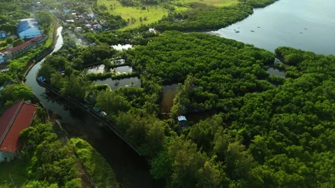 Aerial view of a winding river through lush green mangroves. Vídeos de archivo 334002958