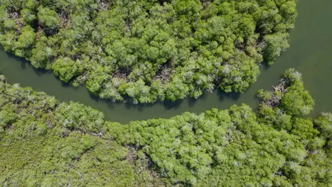 Aerial view winding river through green mangrove forest. Vídeo Stock 334140309