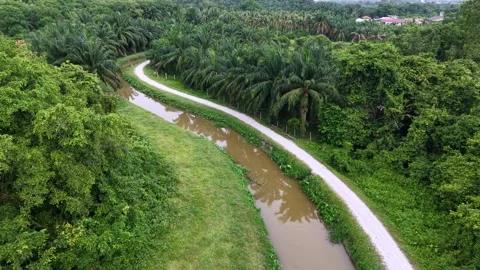 Aerial view of winding river through palm oil 스톡 동영상 344813167