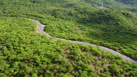Aerial view of a winding road cutting through dense green vegetation on a hilly Stock Footage 313314005